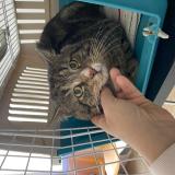 Picture of cat found at Montauban