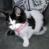 Picture of cat lost at Boissy Saint Leger