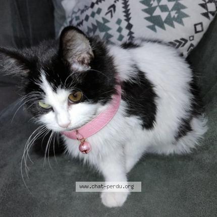 Photo 1/1 Kit kat Chat lost in Boissy saint leger