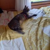 Picture of cat lost at Balaruc Les Bains