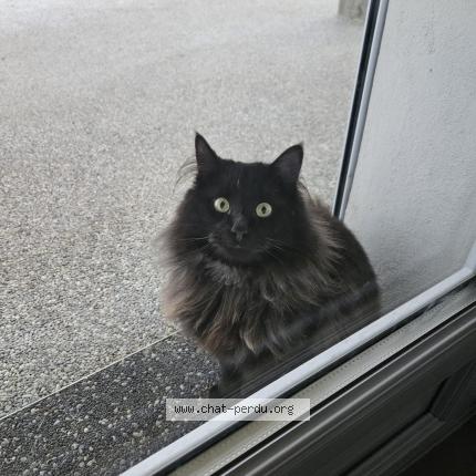 Photo 1/1 Bilo Chat lost in Etrembieres