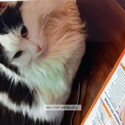 Photo 1/1 BANDIT Chat lost in Olivet