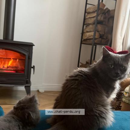 Photo 1/1 Poupoune Chat lost in Lille