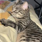 Picture of cat lost at Flers