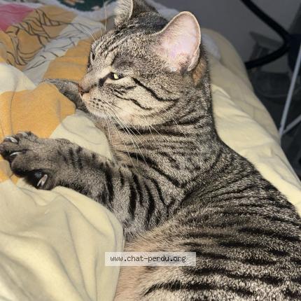 Photo 1/4 Tayna Chat lost in Flers