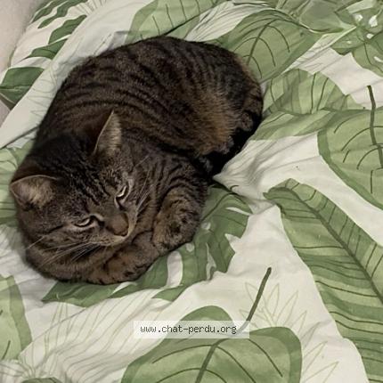 Photo 2/4 Tayna Chat lost in Flers