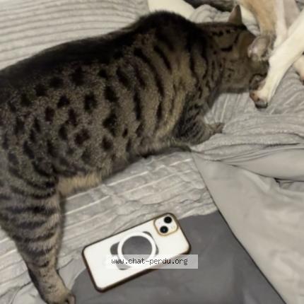 Photo 3/4 Tayna Chat lost in Flers