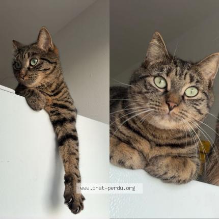 Photo 4/4 Tayna Chat lost in Flers