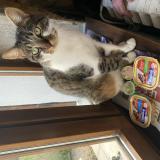 Picture of cat lost at Vierzon