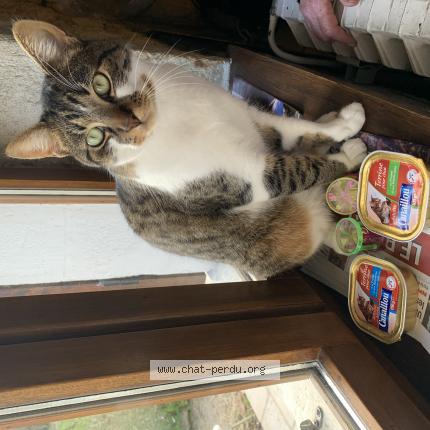 Photo 1/1 Oslo Chat lost in Vierzon