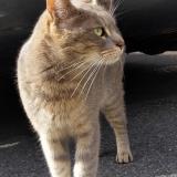 Picture of cat found at Houilles