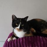 Picture of cat lost at Echirolles