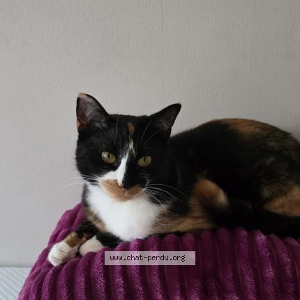 Photo 1/1 Sicha Chat lost in Echirolles