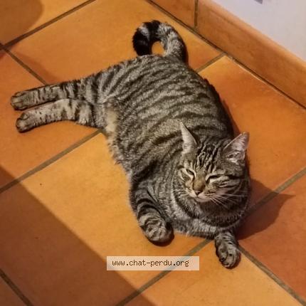 Photo 1/1 Found cat Found in Serignan du comtat