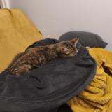 Picture of cat lost at Saint Michel En L Herm