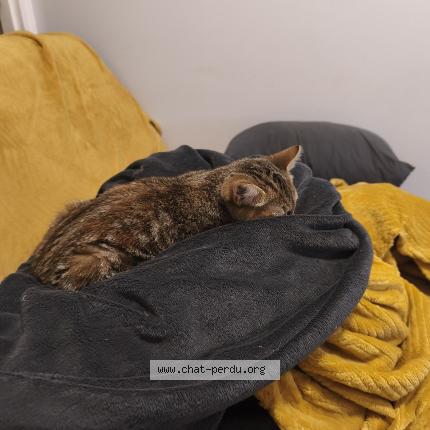 Photo 1/1 Yuma Chat lost in Saint michel en l herm