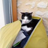 Picture of cat lost at Cregols