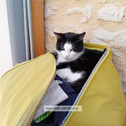 Photo 1/1 Sarah Chat lost in Cregols