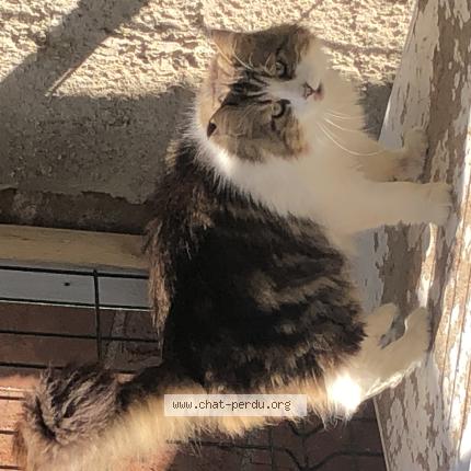 Photo 1/1 TOUFFU Chat lost in Orleans