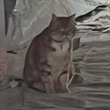 Picture of cat found at Reims