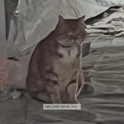 Photo 1/1 Found cat Found in Reims