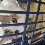 Picture of cat found at Reims