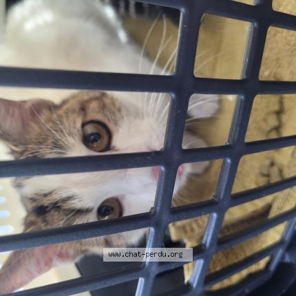 Photo 1/1 Found cat Found in Reims