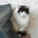 Picture of cat found at Sales