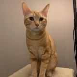 Picture of cat lost at Belleville En Beaujolais