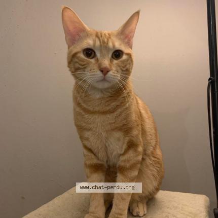 Photo 1/1 Garfield Chat lost in Belleville en beaujolais