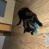 Picture of cat lost at Venissieux