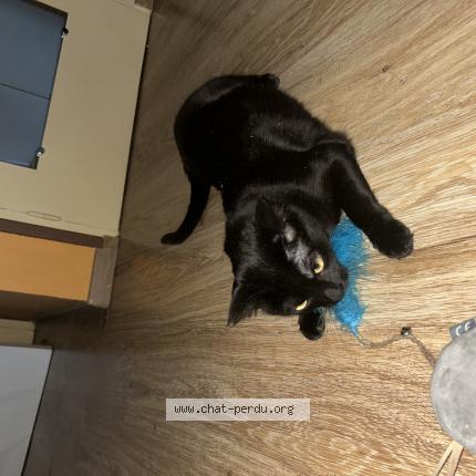 Photo 1/1 Olive Chat lost in Venissieux