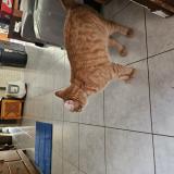 Picture of cat lost at Menen