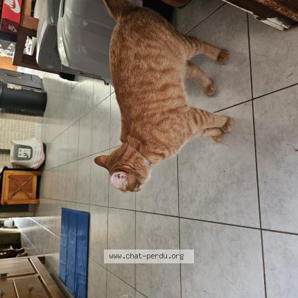 Photo 1/1 Raphi Chat lost in Menen