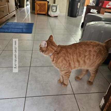 Foto 1/1 Raphi Kat vermist in Menen