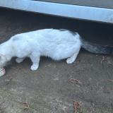 Picture of cat found at Savigny Sur Orge