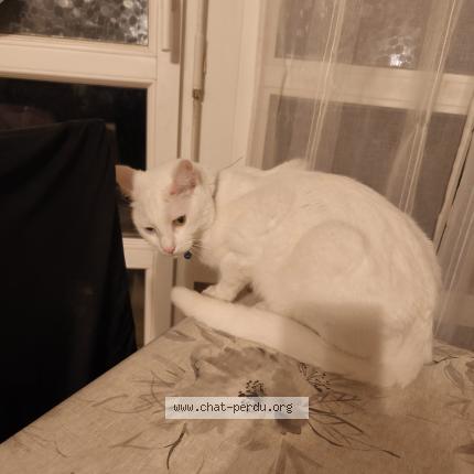 Photo 1/1 Aldo Chat lost in Herblay