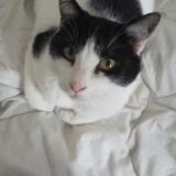 Picture of cat lost at Malataverne