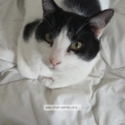 Photo 1/1 Enzo Chat lost in Malataverne