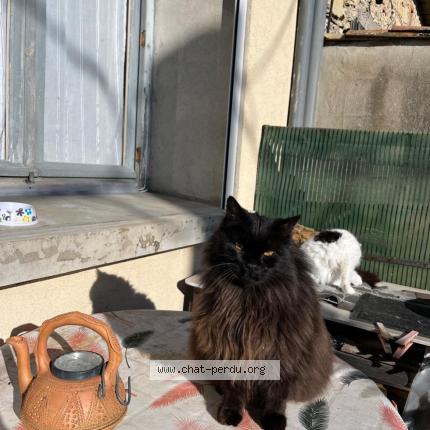 Photo 1/1 Loulou Chat lost in Martignargues