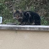 Picture of cat found at Cadarsac 33750