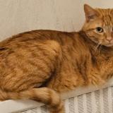 Picture of cat lost at Barby