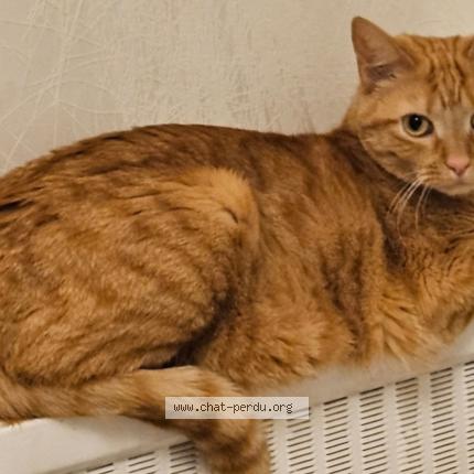 Photo 1/1 Bey Chat lost in Barby