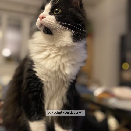 Photo 1/1 Griotte Chat lost in Bouxwiller