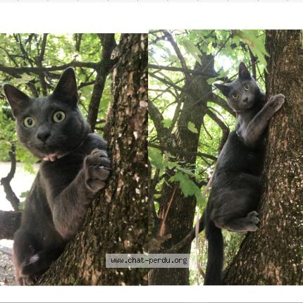 Photo 1/1 Cat reunited Lost in Grenoble