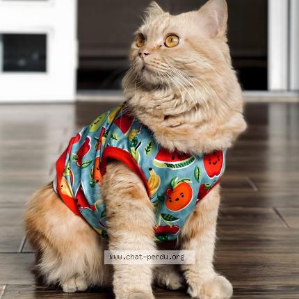 Photo 1/1 M&eacute;lissa Chat lost in Caen