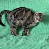 Picture of cat lost at Quincy Sous Senart