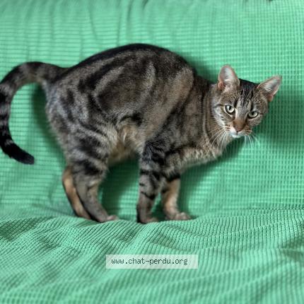 Photo 1/1 Yoda Chat lost in Quincy sous senart