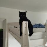 Picture of cat lost at Beziers