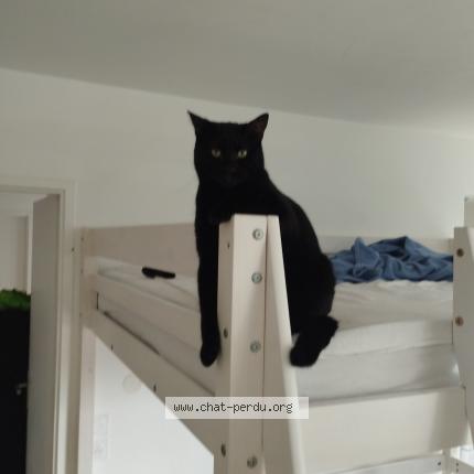 Photo 1/1 Tigrou Chat lost in Beziers